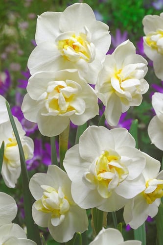 أبصال نرجس (البهجة) العطري