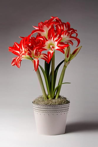 بصيلة أمارلس (المتناثرة)