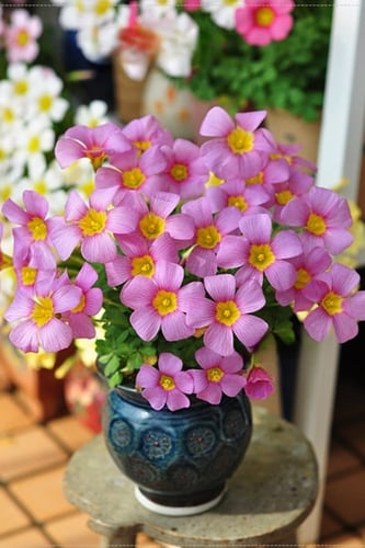 بصيلة أقصليس (قمر)