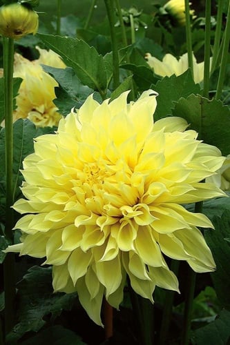 داليا (الضوء المتدفق)