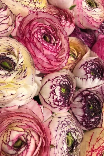 أبصال رينانكلاس إيطالي (سترياتو بيانكو)