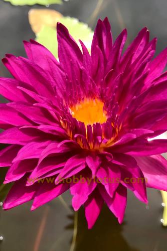 بذور زنبقة الماء (عين الثور)