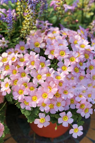 بصيلة أقصليس (أفنان)