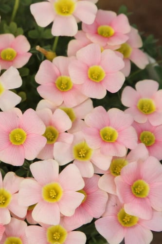 بصيلة أقصليس (شجون)