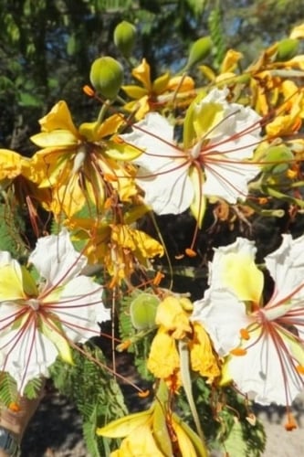 بذور شجرة الرنف