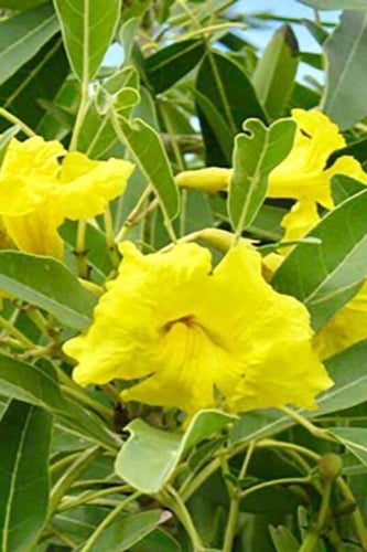 بذور شجرة التابوبيا الذهبية