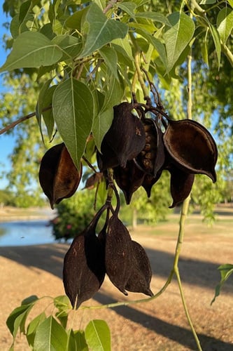 بذور شجرة استركوليا مخمسة