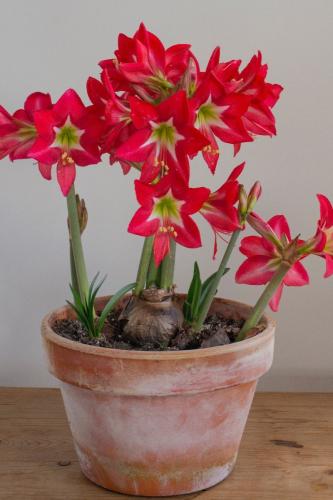 بصيلة أمارلس (الحديقة المخططة)