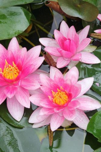 بذور زنبقة الماء (الملاك الوردي)