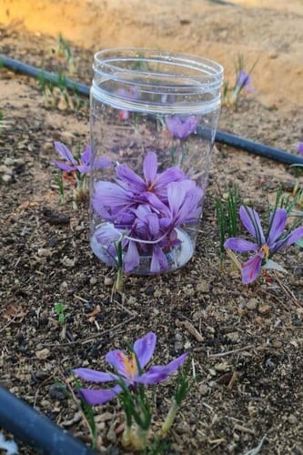 أبصال الزعفران (نصف) كيلو