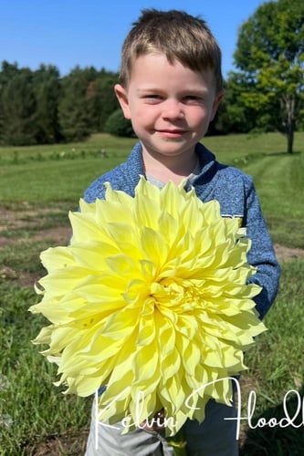 داليا (الضوء المتدفق)