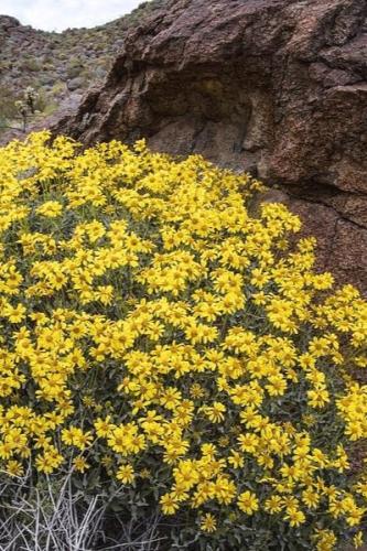 بذور أنسيليا (الشجيرة الهشة)