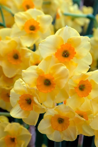 أبصال نرجس (الفجر الذهبي)