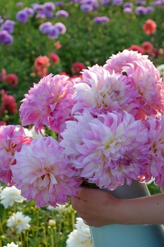 داليا (السيد ألف رمزي)