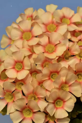 بصيلة أقصليس (رنيم)