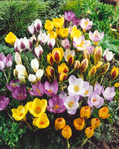 أبصال كروكوس منوعة