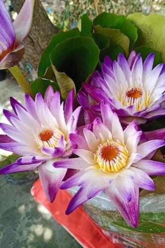 بذور زنبقة الماء (سعادة البنفسج)