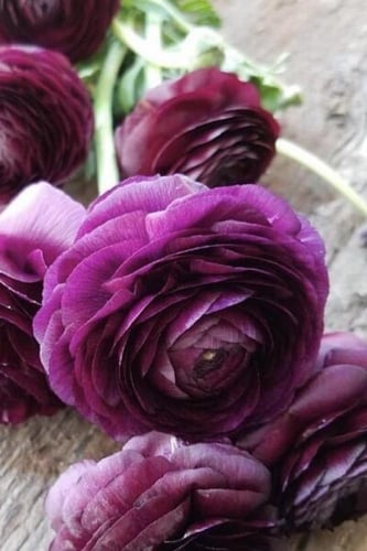 أبصال رينانكلاس بنفسجي