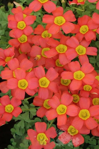 بصيلة أقصليس (سهى)