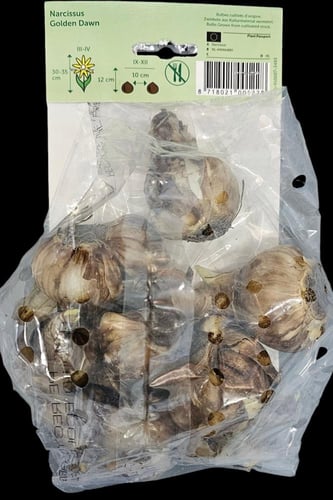 أبصال نرجس (الفجر الذهبي)