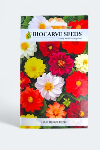 بذور زهور داليا مسطحة هجين