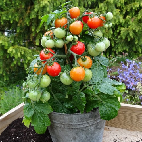 بذور طماطم (البلكونات الأحمر) F1