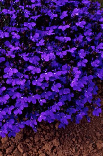 بذور لوبيليا قصر الكريستال