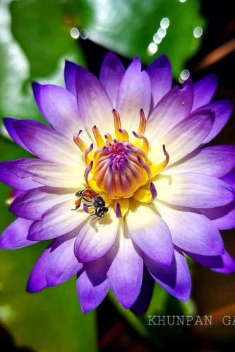 بذور زنبقة الماء (راسامي تشان)