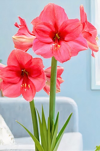 بصيلة أمارلس (النمر الوردي)