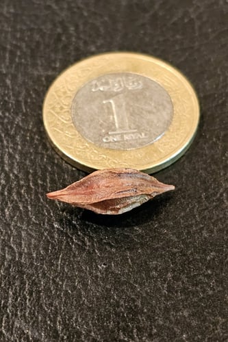 بصيلة أقصليس (ضحى)