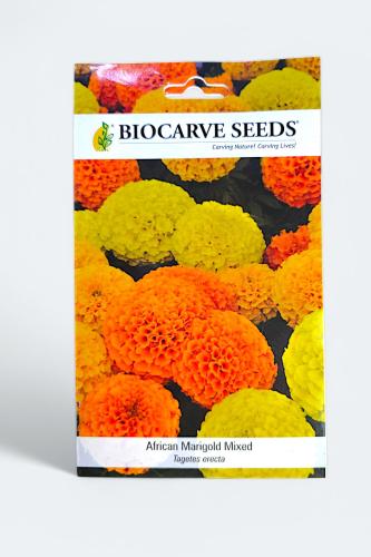 بذور زهور القطيفة الأفريقية منوعة