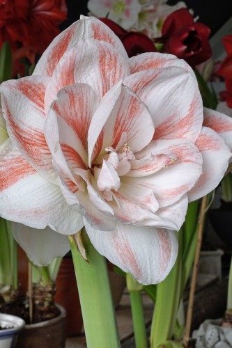 بصيلة أمارلس (الحورية)