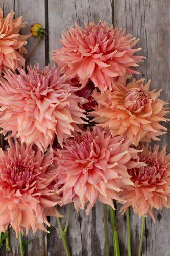 داليا (الطريق العادل)