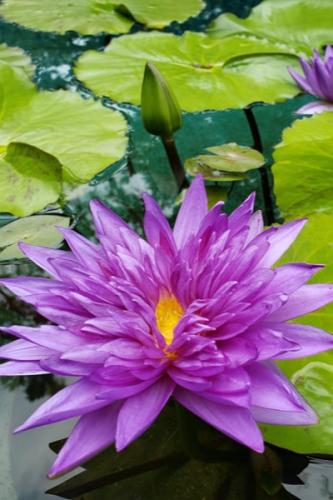 بذور زنبقة الماء (دوانغ تاسا وانت)