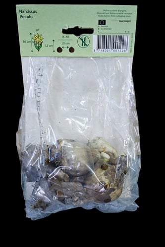 أبصال نرجس (بويبلو)