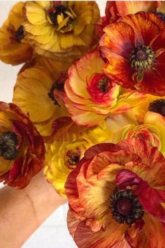 أبصال رينانكلاس شوكلاتية