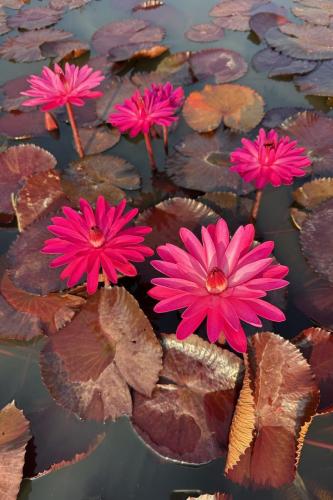 بذور زنبقة الماء (سيكريتا الحمراء)