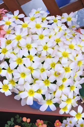 بصيلة أقصليس (همس)