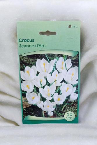 أبصال كروكوس (جان دارك) أبيض