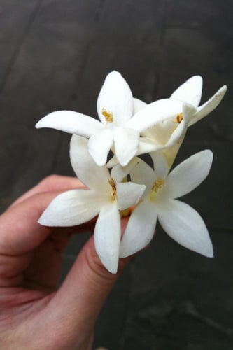 بذور شجرة الميلنجتونيا