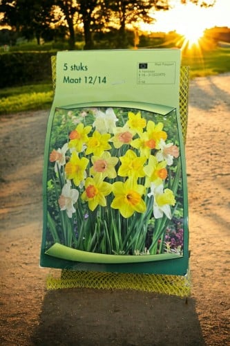 أبصال نرجس منوعة