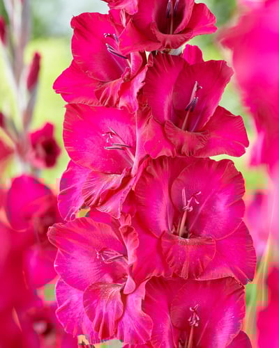 أبصال السعادة (غلاديلاس) وردي