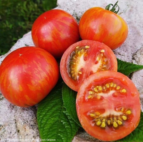 بذور طماطم (ديو المخططة)