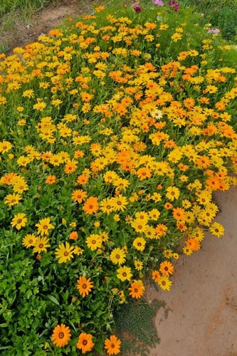 بذور أقحوان أفريقي (أصفر وبرتقالي)