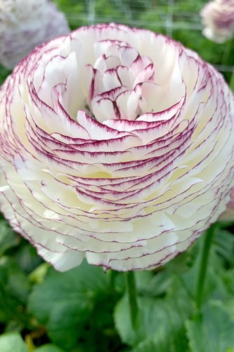 أبصال رينانكلاس إيطالي (سترياتو بيانكو)