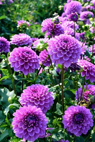 داليا (الفتى الأزرق)