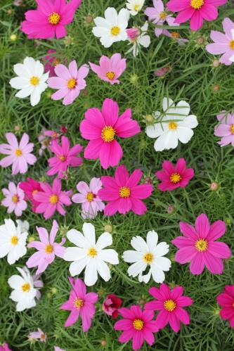 بذور الكوزموس الريشي