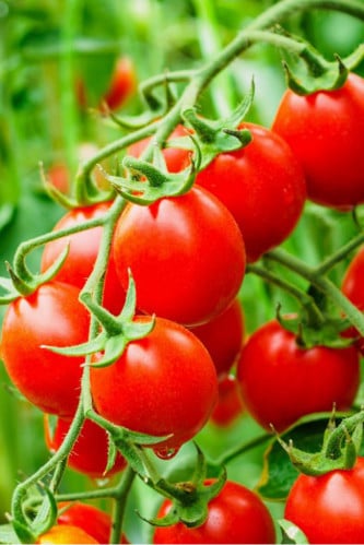 بذور طماطم (كوراليك) F1