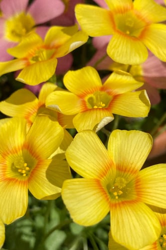 بصيلة أقصليس (مها)