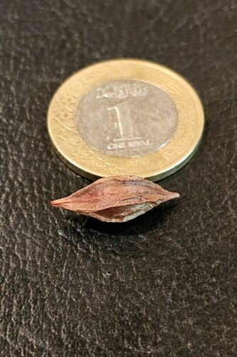 بصيلة أقصليس (تغريد)